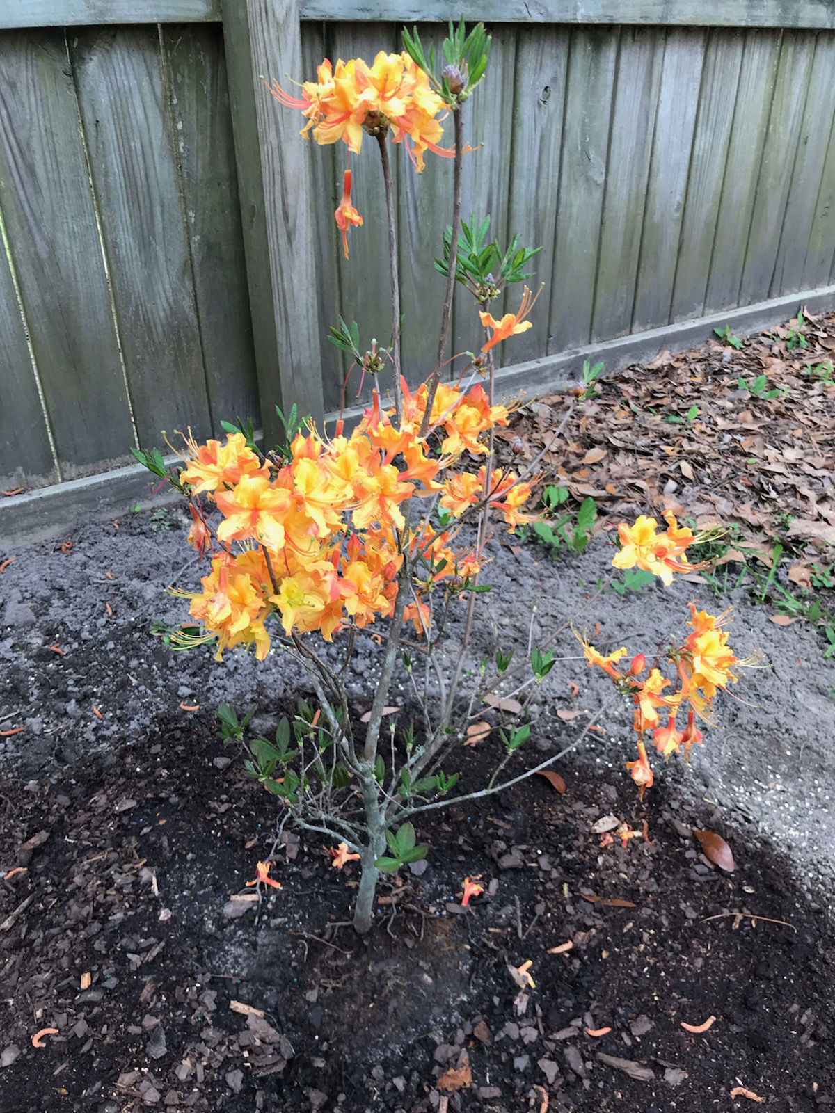 Gardening